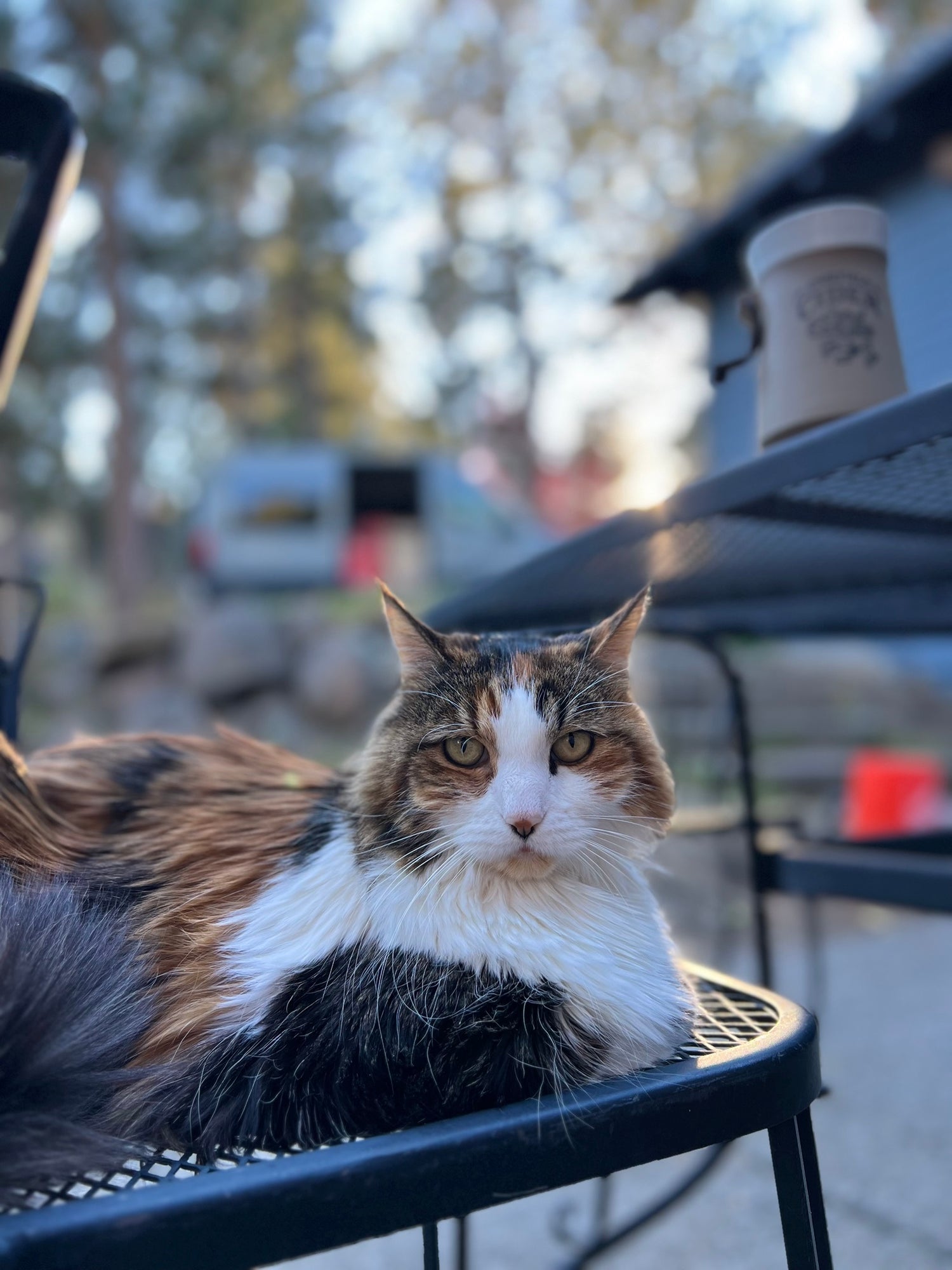 The Calico Van Cat